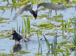 Attēlu rezultāti vaicājumam “Chlidonias niger eggs”