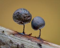 Attēlu rezultāti vaicājumam “Lamproderma pseudomaculatum”
