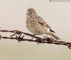 Image result for twite photo