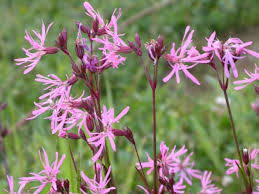 Image result for Lychnis flos-cuculi