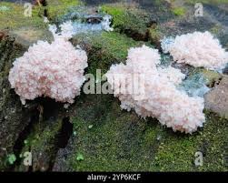 Attēlu rezultāti vaicājumam “Didymium spongiosum”