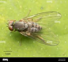 Attēlu rezultāti vaicājumam “Platypezidae”