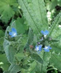 Attēlu rezultāti vaicājumam “Anchusa arvensis flower”