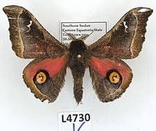 Attēlu rezultāti vaicājumam “Saturniidae”