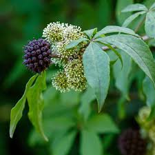 Attēlu rezultāti vaicājumam “Eleutherococcus sessiliflorus”