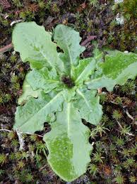 Attēlu rezultāti vaicājumam “Hypochaeris radicata leaf”