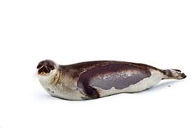 Image result for Pagophilus groenlandicus