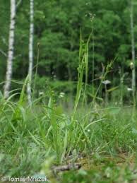 Attēlu rezultāti vaicājumam “Carex pallescens”