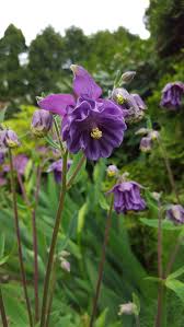 Image result for Aquilegia vulgaris