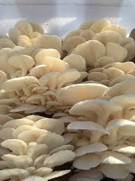 Attēlu rezultāti vaicājumam “Hypsizygus ulmarius”