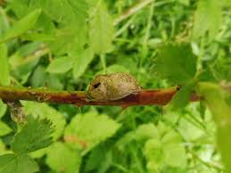 Attēlu rezultāti vaicājumam “Diastrophus rubi”