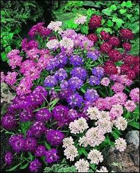 Image result for Iberis umbellata