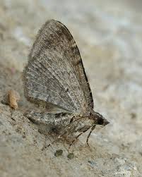 Attēlu rezultāti vaicājumam “Xanthorhoe ferrugata”