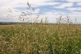 Attēlu rezultāti vaicājumam “Bromopsis inermis fruit”
