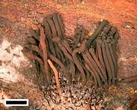 Attēlu rezultāti vaicājumam “Stemonitis fusca var. nigrescens spores”