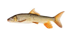 Image result for Moxostoma hubbsi