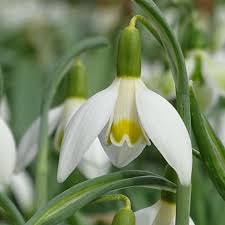 Attēlu rezultāti vaicājumam “Galanthus nivalis bud”