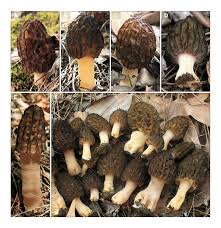 Attēlu rezultāti vaicājumam “Morchella sp.”