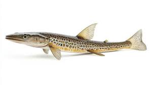 Attēlu rezultāti vaicājumam “Belone belone”