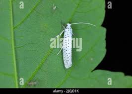 Attēlu rezultāti vaicājumam “Yponomeuta evonymella imago”