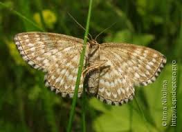 Attēlu rezultāti vaicājumam “Scopula immorata”