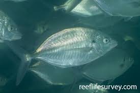 Image result for Pseudocaranx dentex