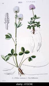 Attēlu rezultāti vaicājumam “Trifolium montanum fruit”