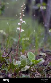 Attēlu rezultāti vaicājumam “Pyrola rotundifolia fruit”