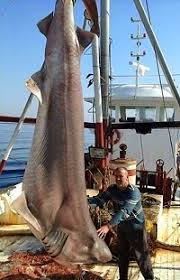 Image result for Hexanchus griseus