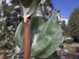Attēlu rezultāti vaicājumam “Elaeagnus commutata”