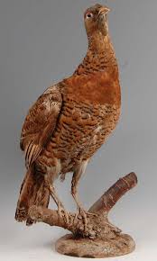 Attēlu rezultāti vaicājumam “Tetrao urogallus female”