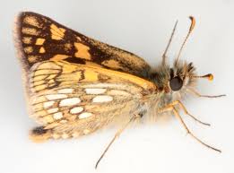 Attēlu rezultāti vaicājumam “Carterocephalus palaemon underside”