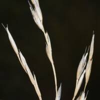 Attēlu rezultāti vaicājumam “Deschampsia cespitosa bud”