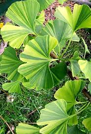 Attēlu rezultāti vaicājumam “Ginkgo biloba leaf”