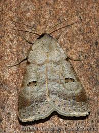 Attēlu rezultāti vaicājumam “Lygephila viciae”