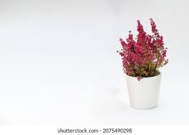 Attēlu rezultāti vaicājumam “Calluna vulgaris bud”