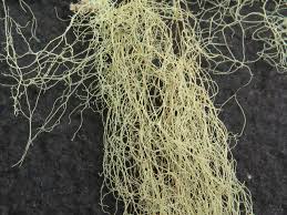 Attēlu rezultāti vaicājumam “Ramalina thrausta”