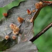 Attēlu rezultāti vaicājumam “Sciara analis”