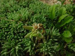 Attēlu rezultāti vaicājumam “Sedum hispanicum fruit”