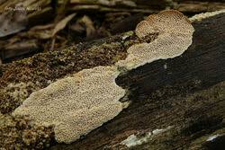 Attēlu rezultāti vaicājumam “Antrodia malicola”