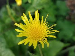 Attēlu rezultāti vaicājumam “Crepis paludosa flower”
