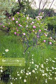 Attēlu rezultāti vaicājumam “Rosa villosa”