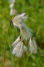 Attēlu rezultāti vaicājumam “Eriophorum latifolium flower”