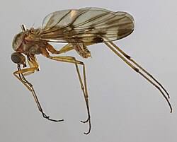 Attēlu rezultāti vaicājumam “Sylvicola sp.”