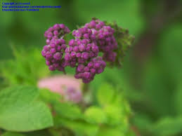 Attēlu rezultāti vaicājumam “Thalictrum aquilegifolium bud”