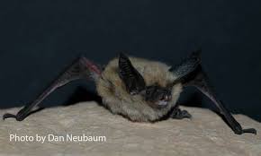 Attēlu rezultāti vaicājumam “Myotis sp.”