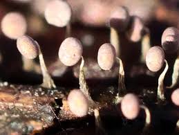 Attēlu rezultāti vaicājumam “Physarum murinum”