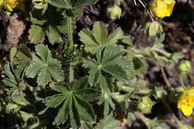 Attēlu rezultāti vaicājumam “Potentilla arenaria leaf”