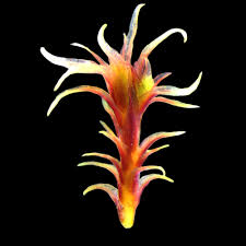 Attēlu rezultāti vaicājumam “Ceratodon purpureus”