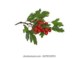Attēlu rezultāti vaicājumam “Crataegus monogyna fruit”